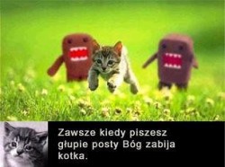 kotek.jpg